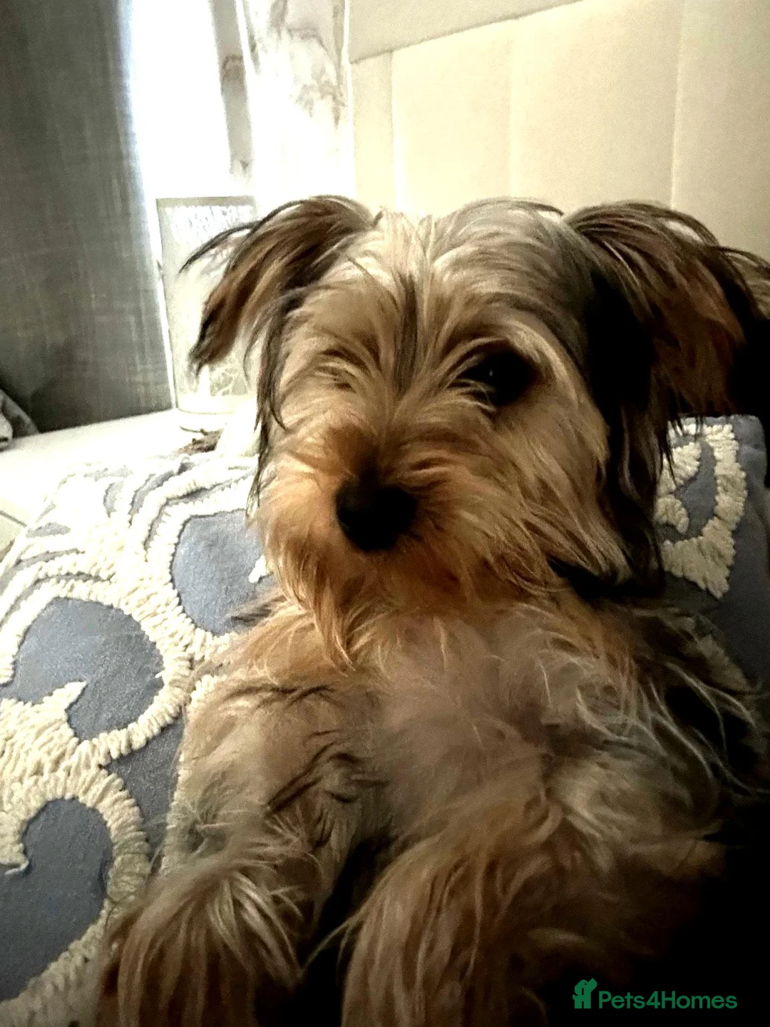 Yorkshire Terrier dogs for sale: YORKIE PUP 6/7 mths old in Stoke-on-Trent - Advert 1