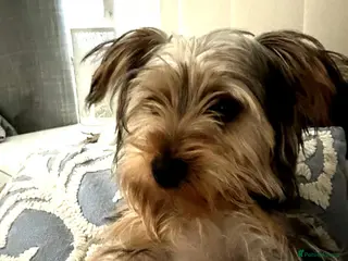 Yorkshire Terrier dogs YORKIE PUP 6/7 mths old - Advert 1