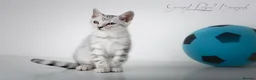 Bengal cats for sale: Rare Silver Bengal Kittens – Boy & Girl Available - Advert 26