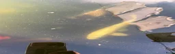 Koi Carp fish for sale: Adult koi carp - Advert 3