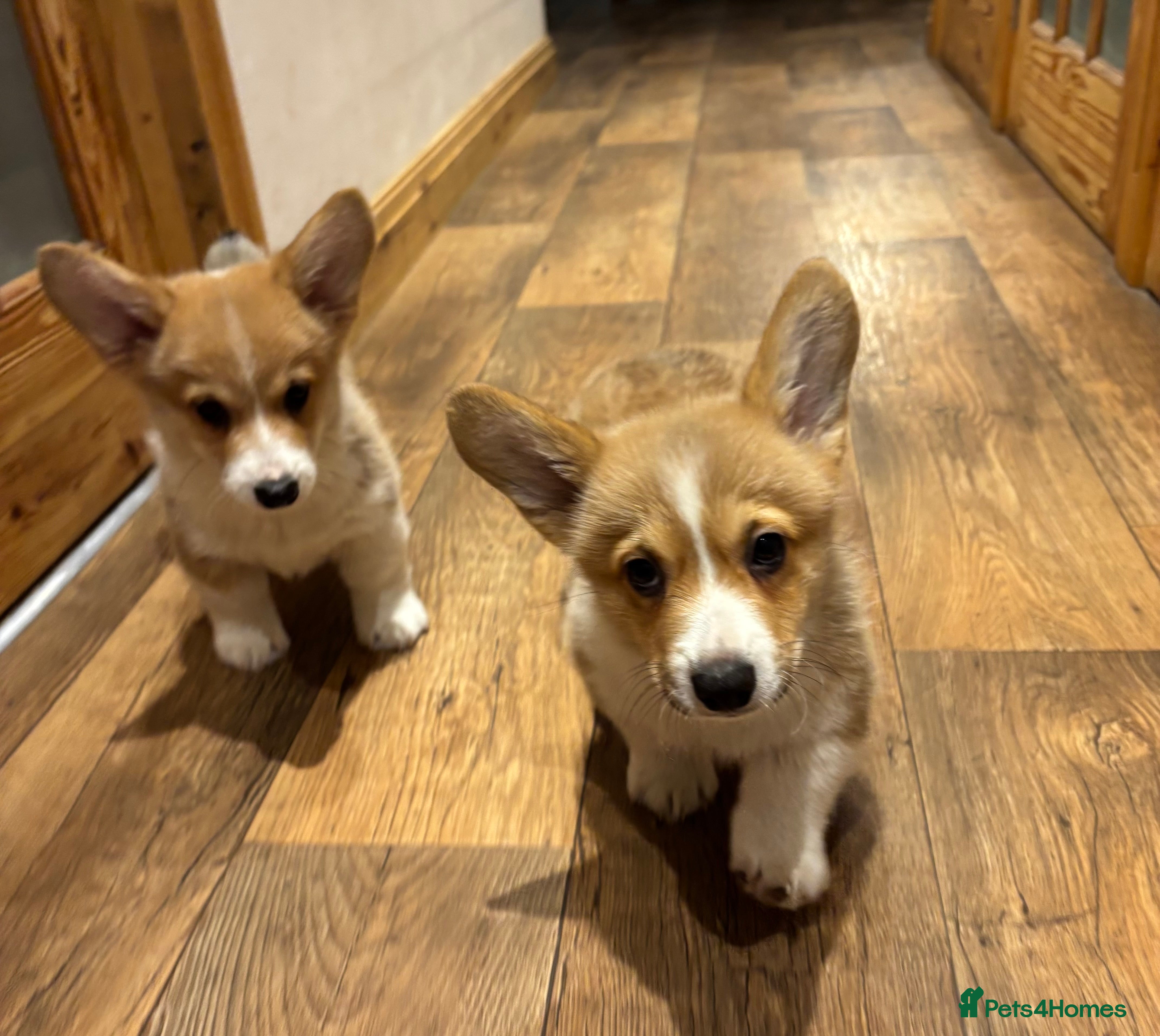 Welsh Corgi Pembroke dogs Pedegree Pembroke corgi pups  - Advert 2