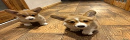 Welsh Corgi Pembroke dogs for sale: Pedegree Pembroke corgi pups  - Advert 1
