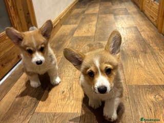 Welsh Corgi Pembroke dogs Pedegree Pembroke corgi pups - Advert 15