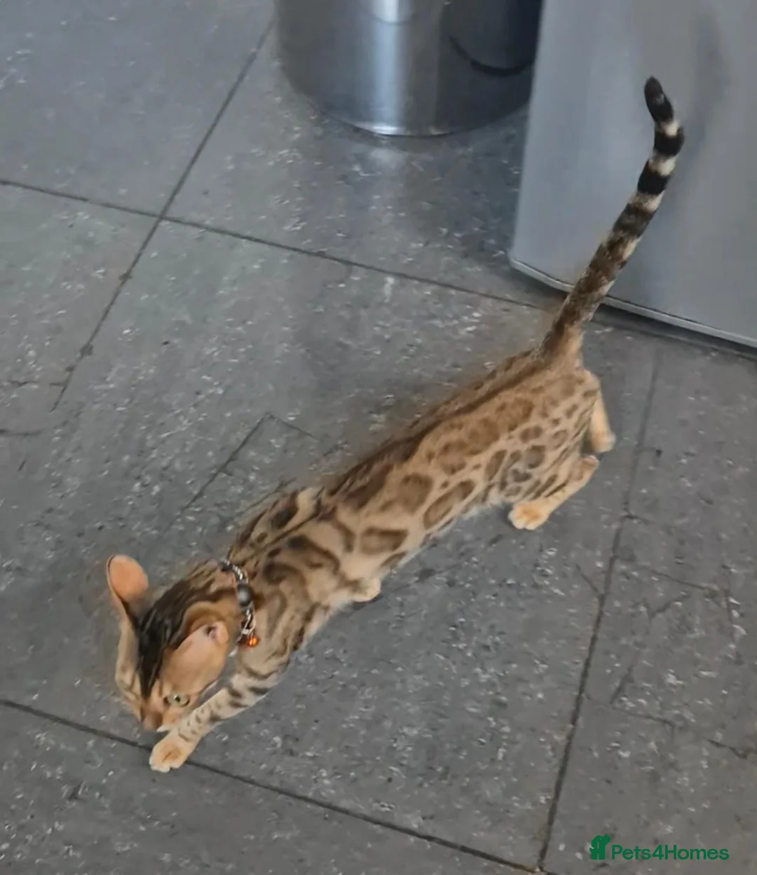 Bengal cats for sale: Bengal brown female  - Advert 2