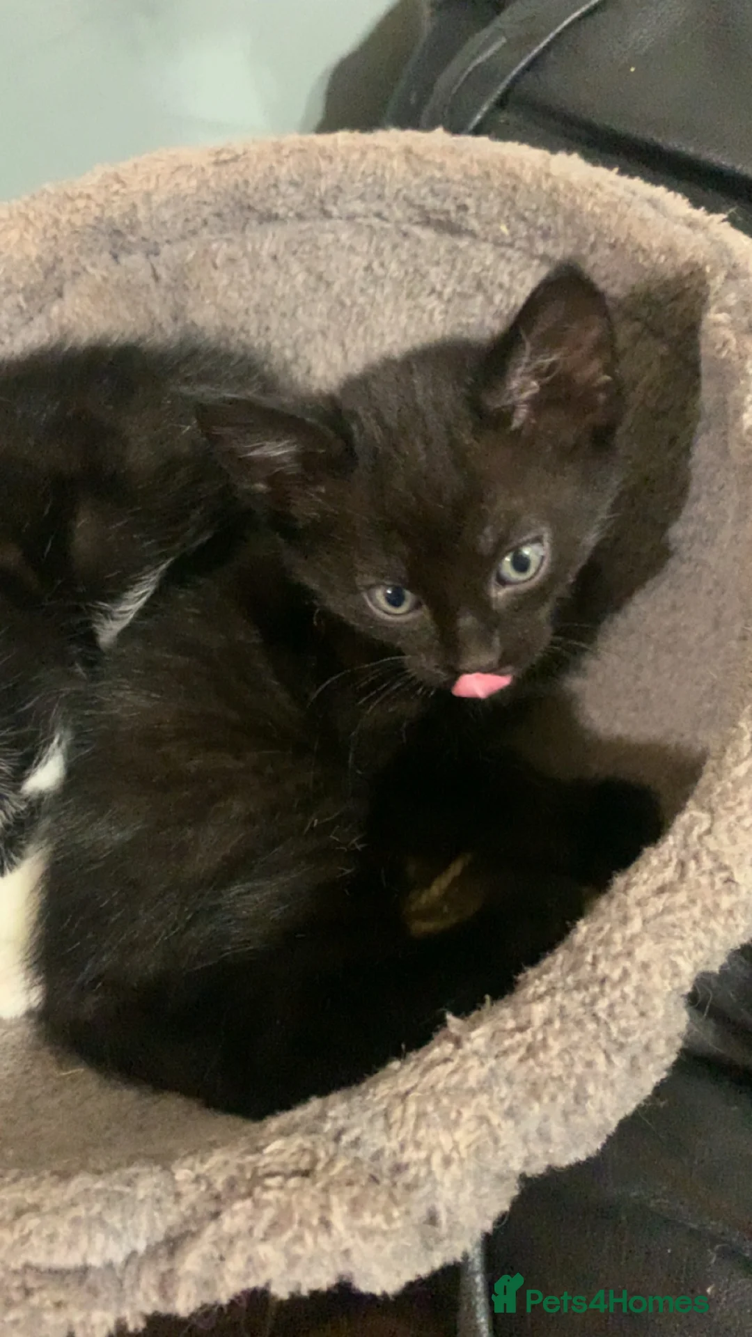 Mixed Breed cats for sale: Beautiful playful kittens  - Advert 4