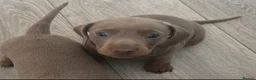 Miniature Dachshund dogs for sale: Miniature dachshund puppies  in Oxford - Advert 4