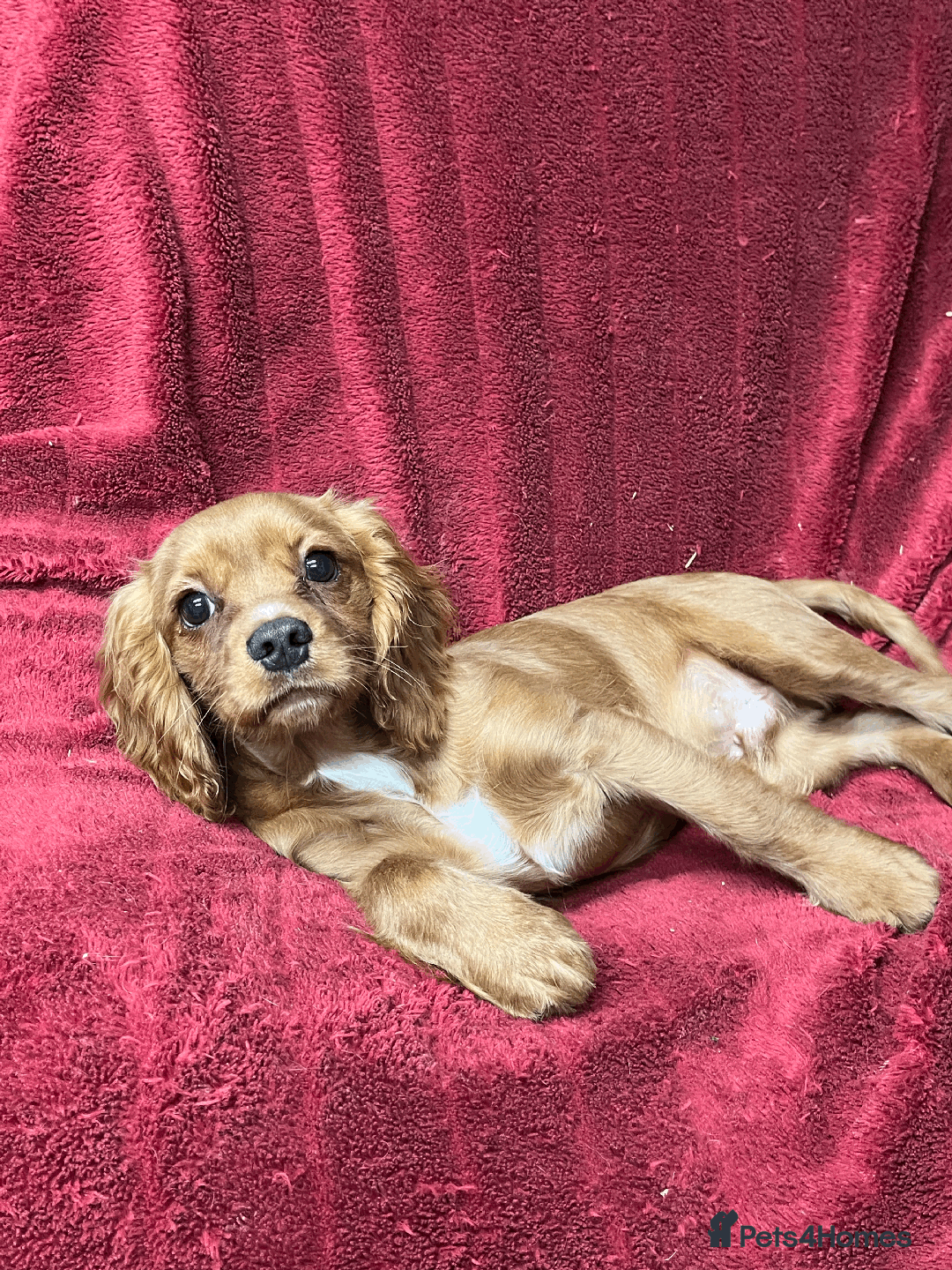 Cavachon dogs for sale: Playful boys ready to go  - Image 8