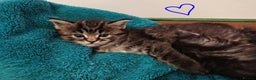 Ragcoon cats for sale: Mainecoon x Ragdoll kittens  - Advert 11