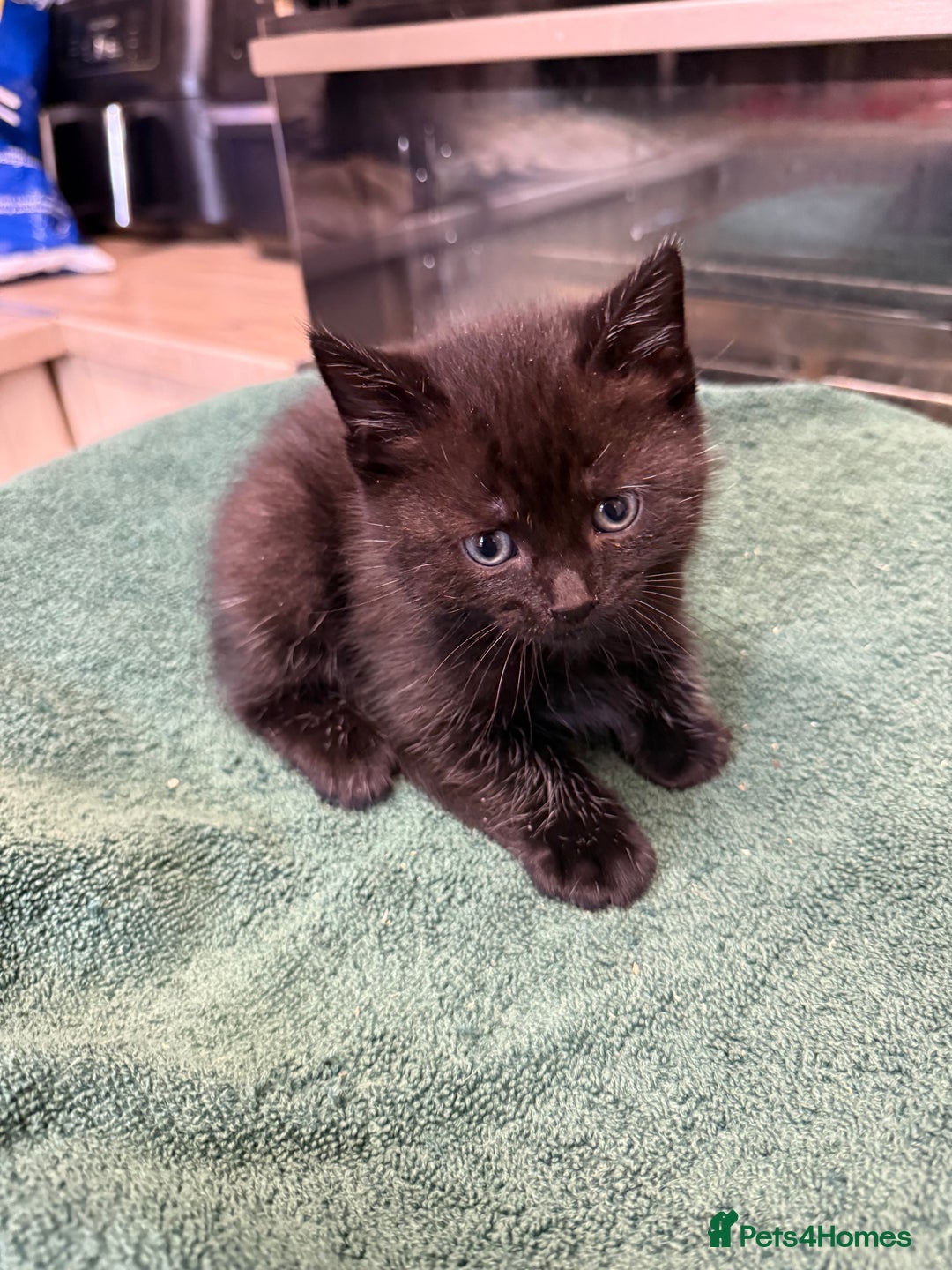 British Shorthair cats for sale: BRITISH BLUE X KITTENS - Image 10