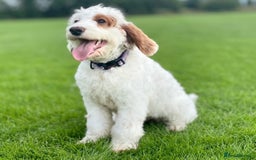 Australian Labradoodle dogs for sale: Australian Labdoodle  - Image 8