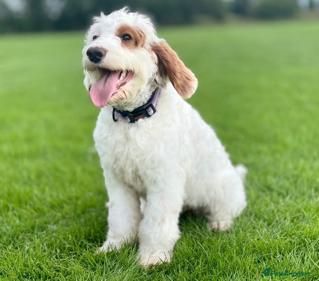 Australian Labradoodle dogs for sale: Australian Labdoodle  - Image 8