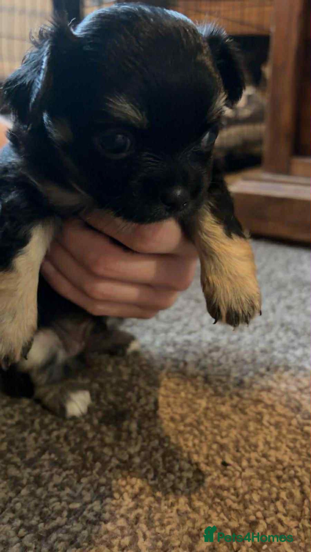 Chihuahua dogs for sale: Chihuahua pups. - Advert 3