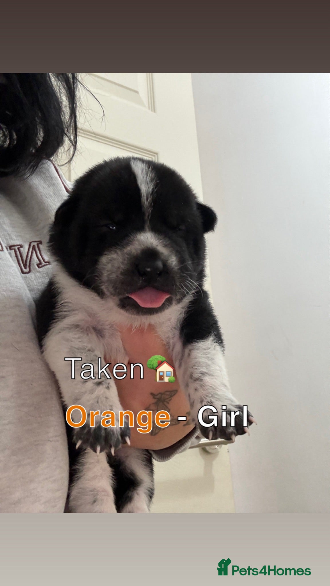 Mixed Breed dogs Shar pei X Akita puppy’s  - Advert 13