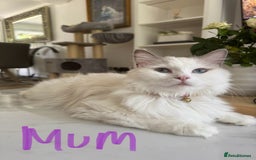 Ragdoll cats for sale: *REDUCED* ready to leave ragdoll kittens - Image 9
