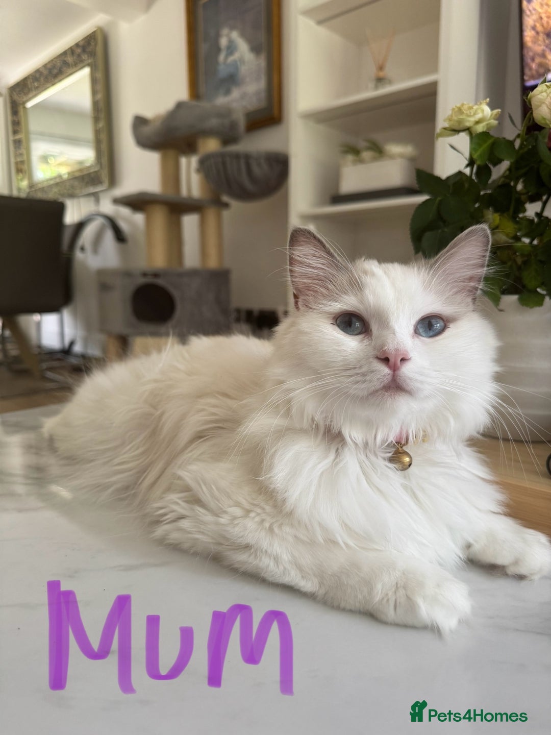 Ragdoll cats for sale: *REDUCED* ready to leave ragdoll kittens - Image 9