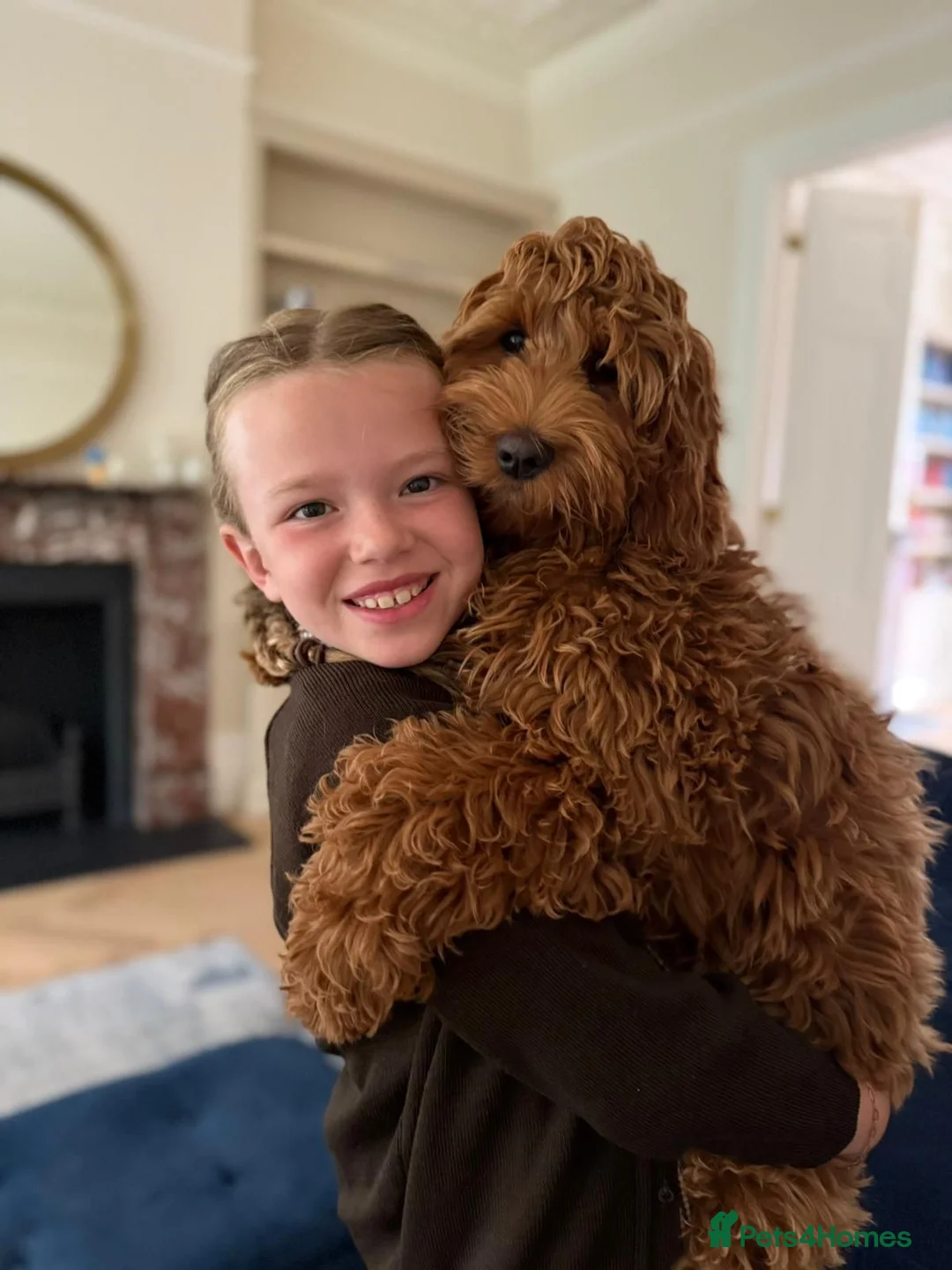 Goldendoodle dogs for sale: WAITING LIST- Australian Labradoodle RED&White TUX - Advert 16