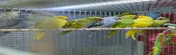 Ringnecks birds for sale: Ringneck  - Advert 3