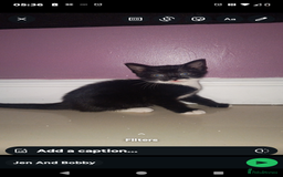 Mixed Breed cats for sale: Black and white girl kitten  - Image 4