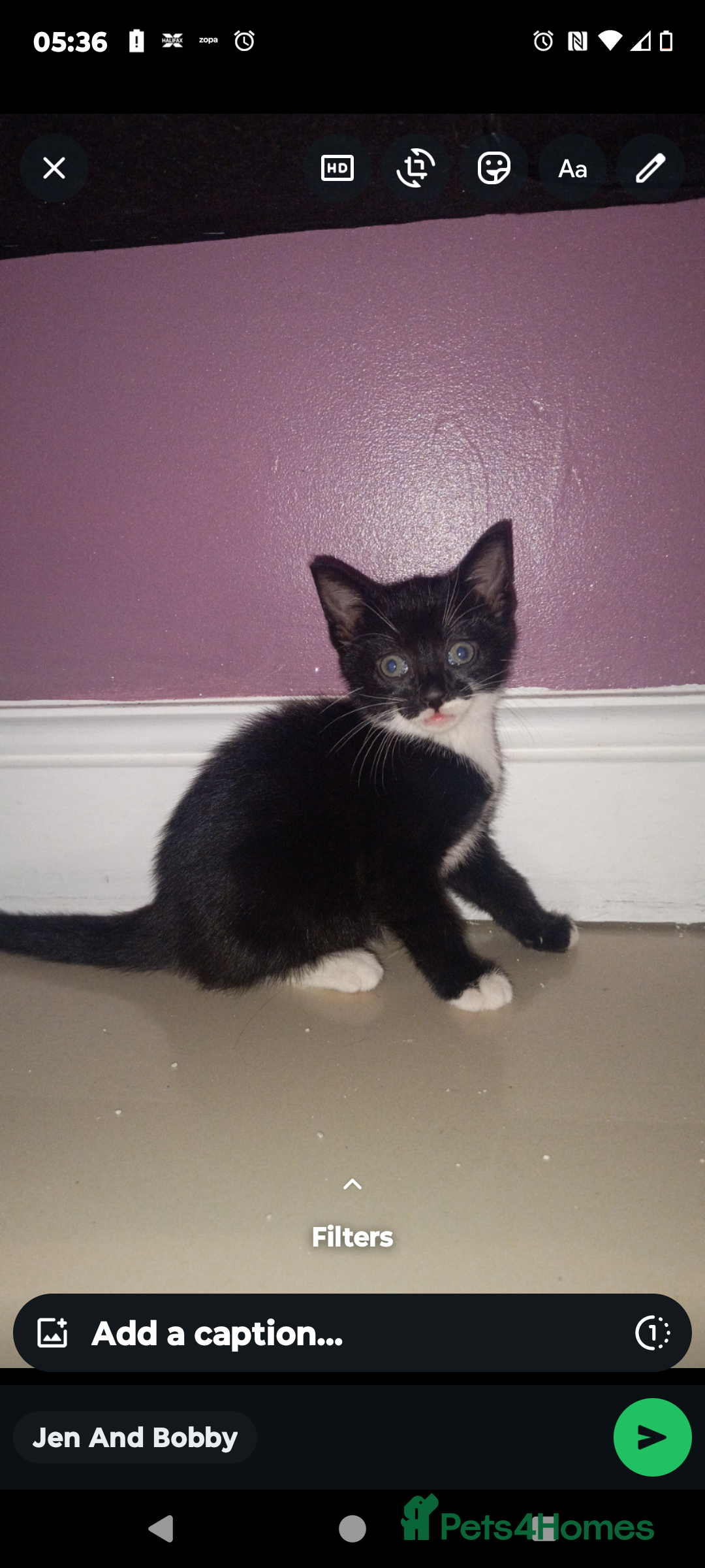Mixed Breed cats for sale: Black and white girl kitten  - Image 4
