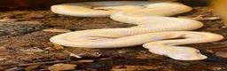 Python Snake reptiles for sale: Ball pythons looking for new home  - Advert 10