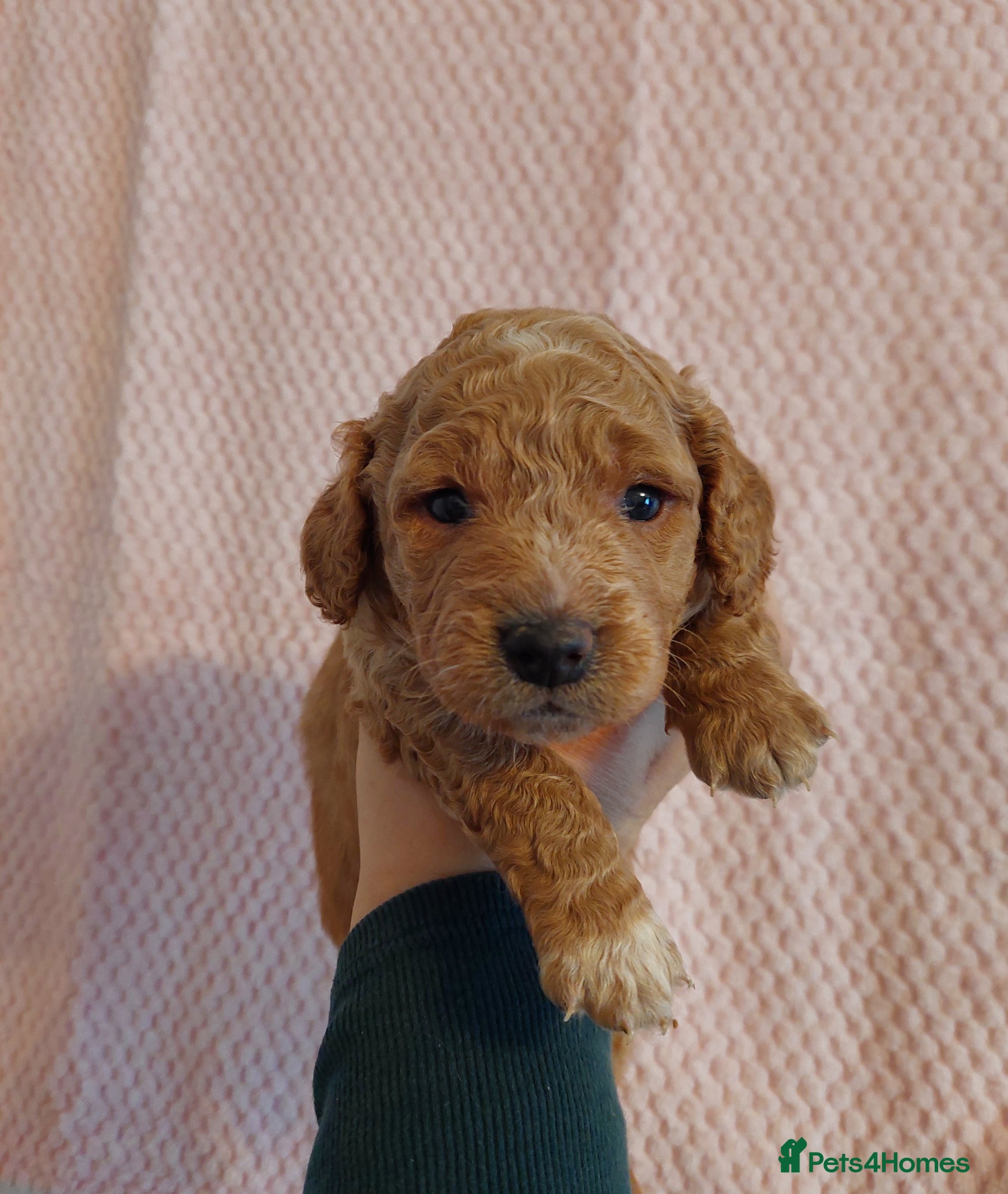 Cavapoo dogs Beautiful Cavapoo Puppies  - Advert 18