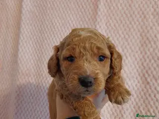 Cavapoo dogs Beautiful Cavapoo Puppies - Advert 18