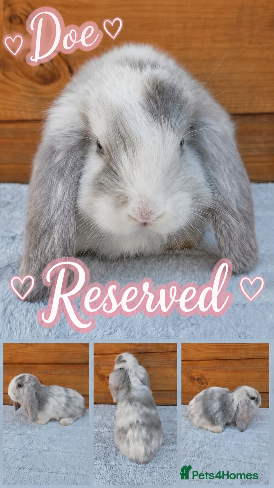 French Lop rabbits Beautiful French Lop Babies - Advert 1