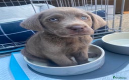 Labrador Retriever dogs for sale: Stunning Pure Pedigree silver labrador puppies  - Image 10
