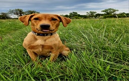 Labrador Retriever dogs for sale: Beautiful labrador Girl - Image 3