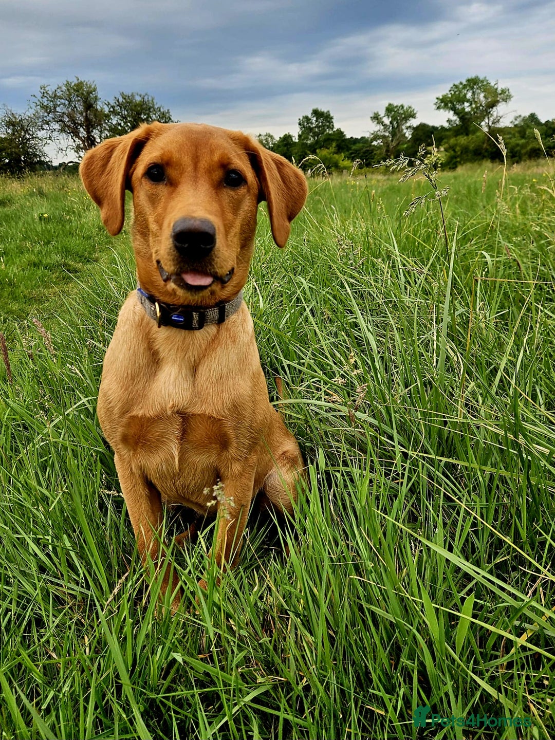 Labrador Retriever dogs for sale: Beautiful labrador Girl - Image 3