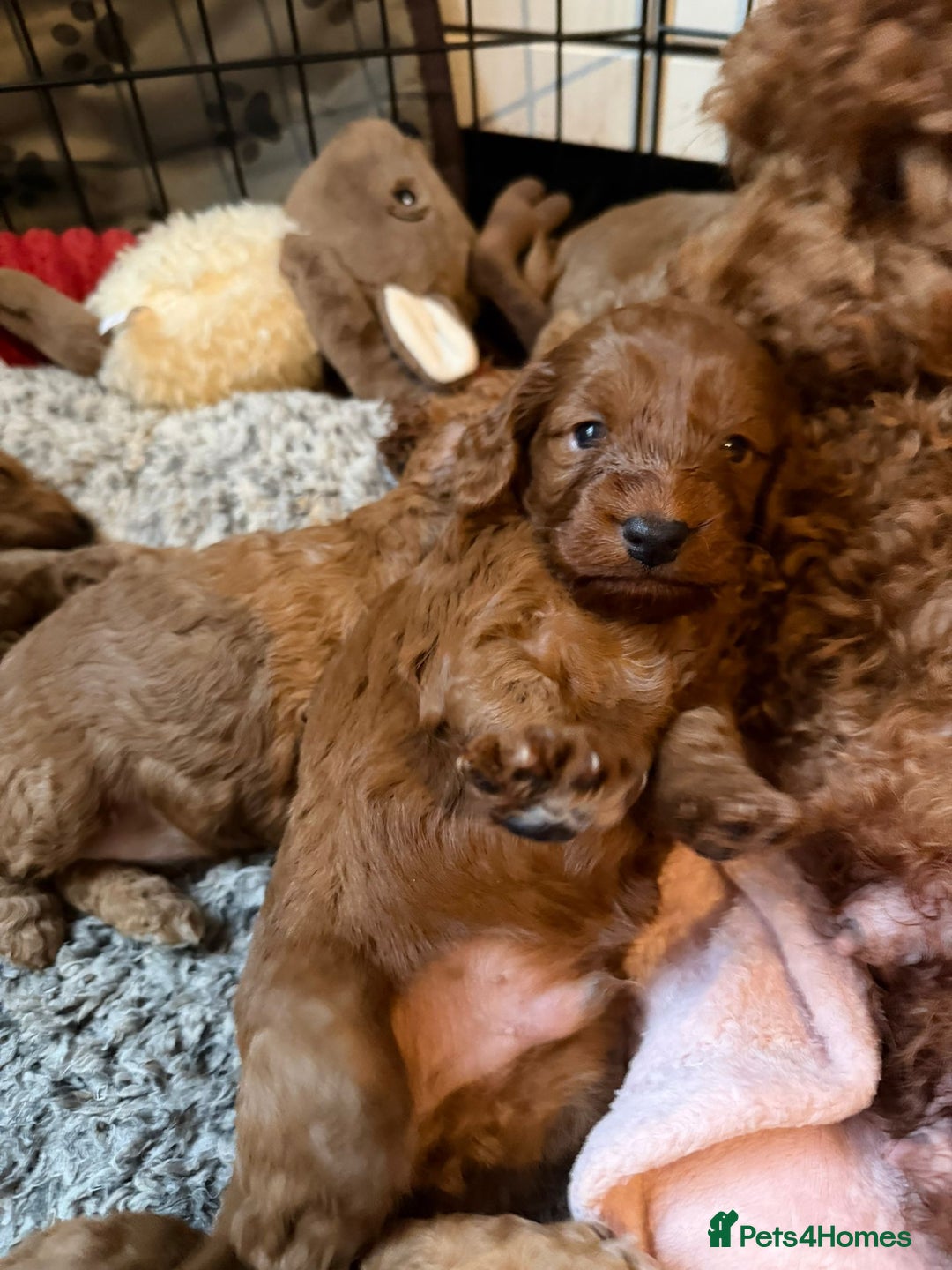 Cockapoo dogs for sale: 6 gorgeous Cockapoo puppies for sale  - Advert 4