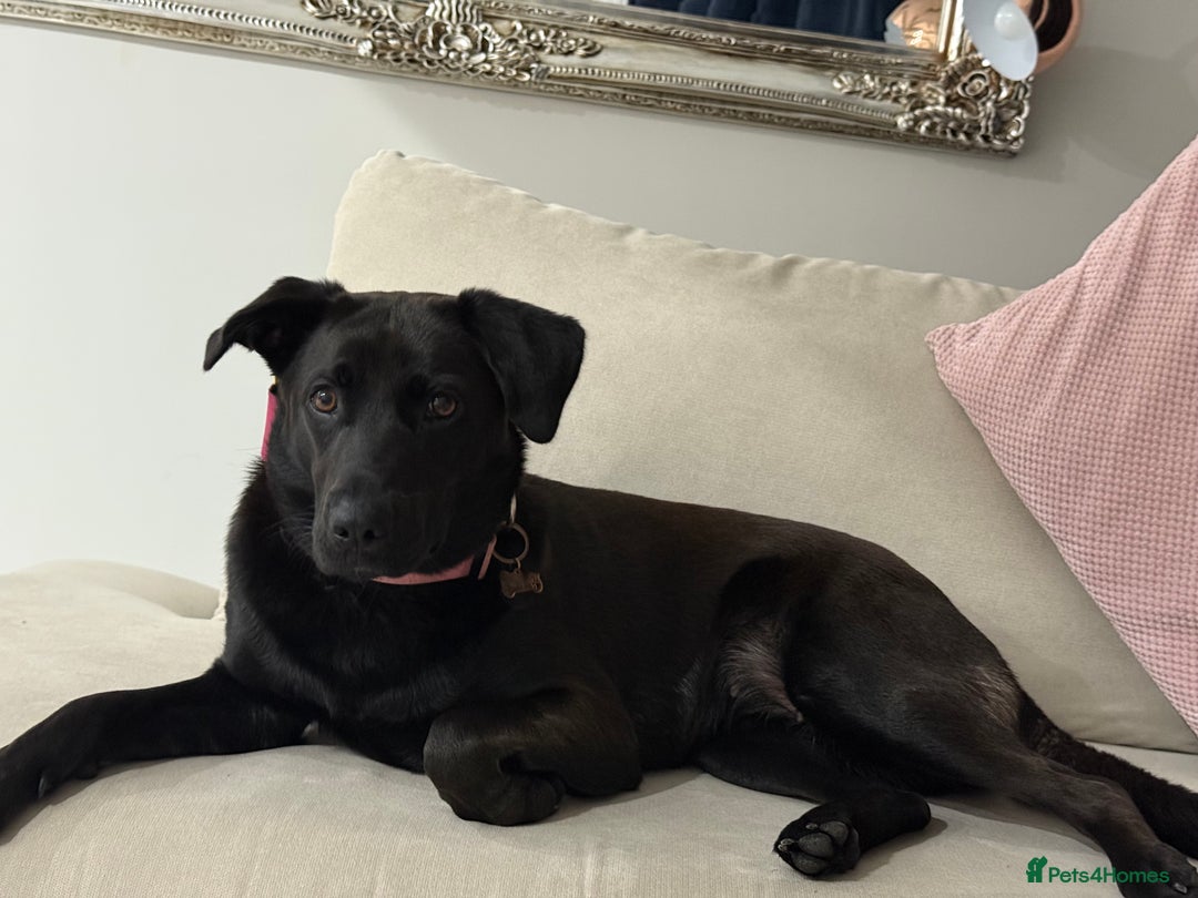 Mixed Breed dogs for sale: Urgent home needed for labrador cross puppy - Image 2