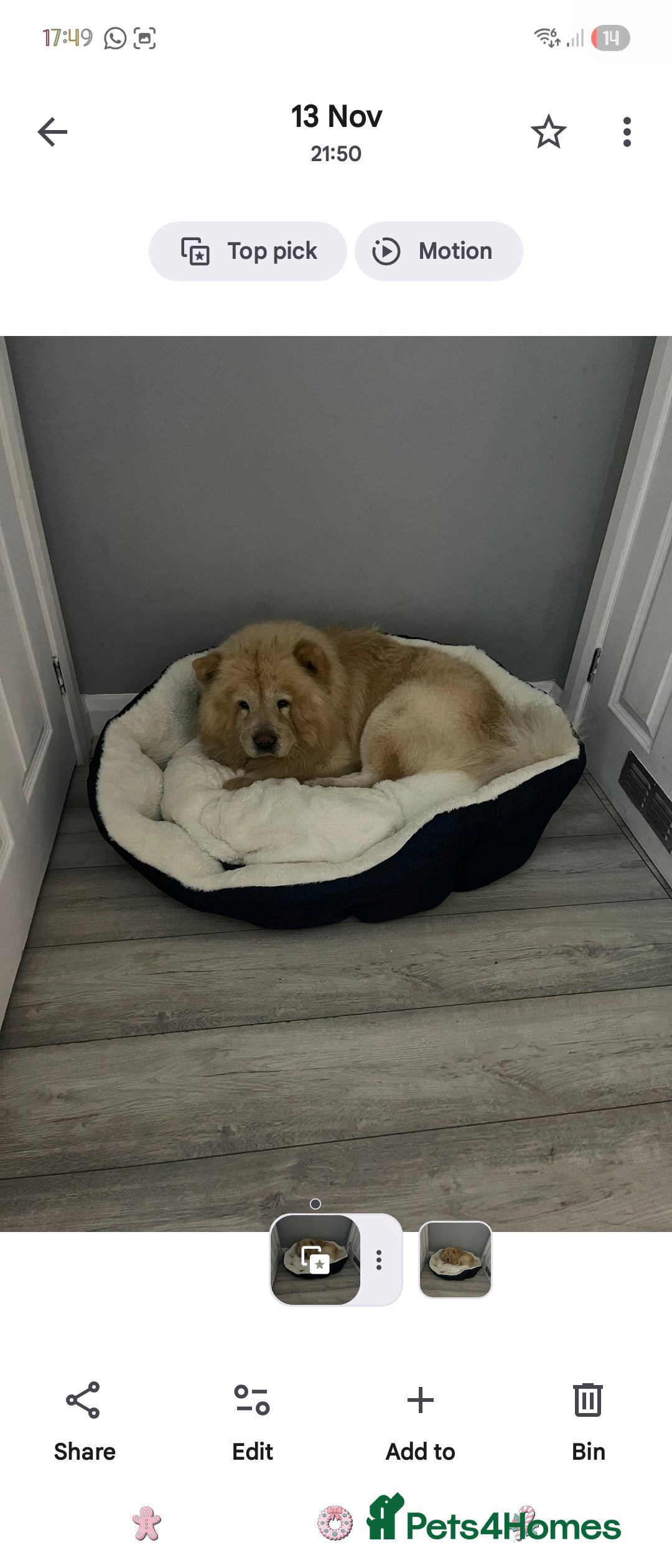 Chow Chow dogs for sale: Male chow chow  - Advert 1