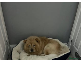 Chow Chow dogs Male chow chow - Advert 1