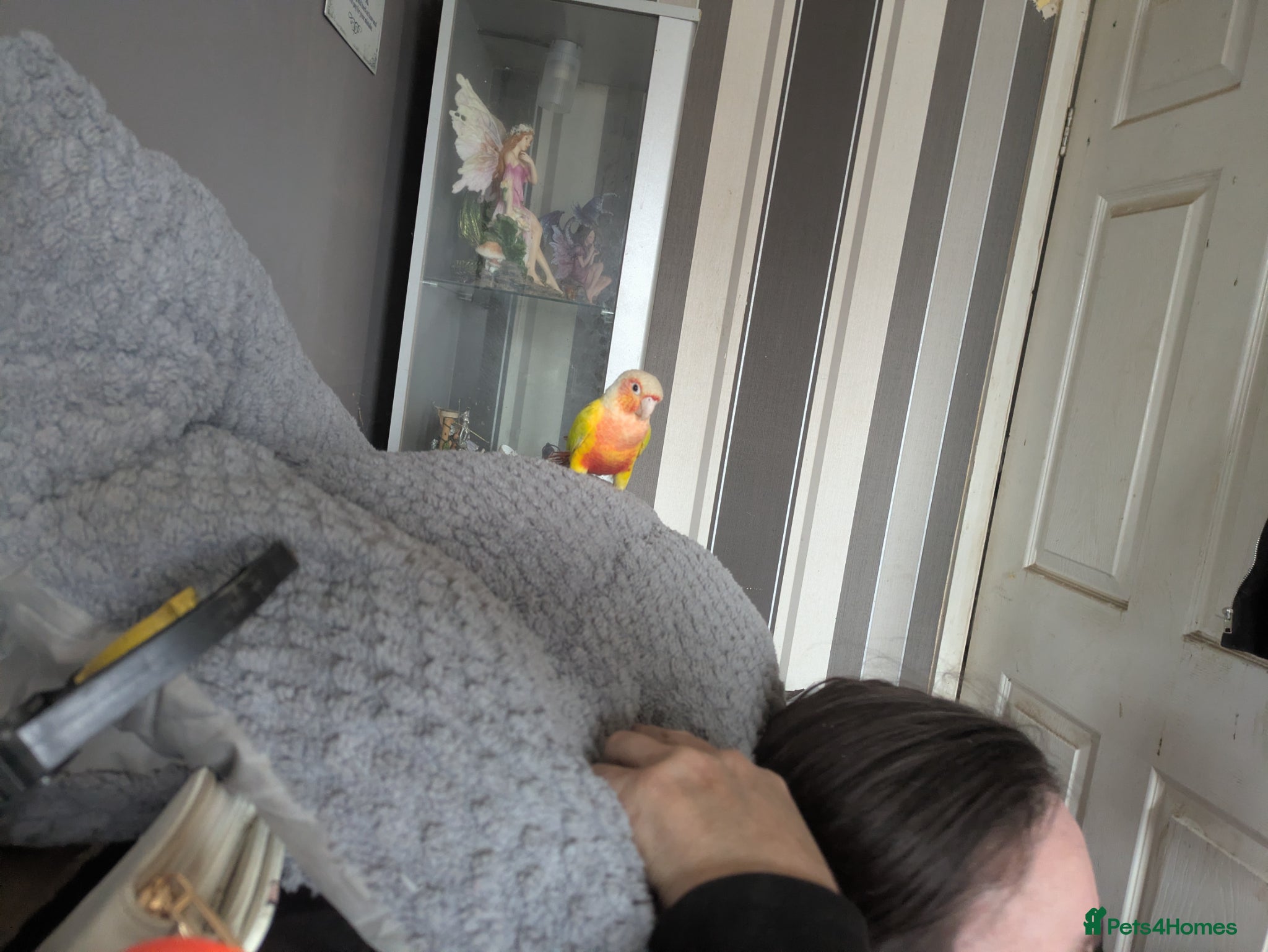 Conures birds Bonded female conures - Advert 2