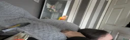 Conures birds for sale: Bonded female conures - Advert 1