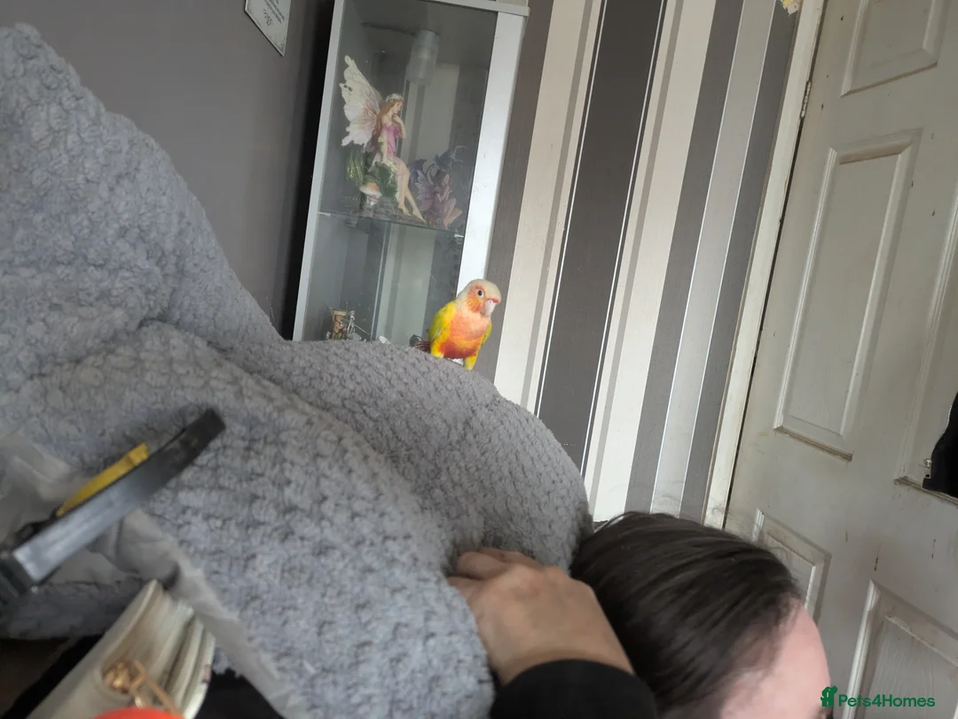 Conures birds for sale: Bonded female conures - Advert 1