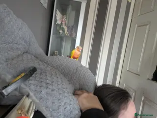 Conures birds Bonded female conures - Advert 2