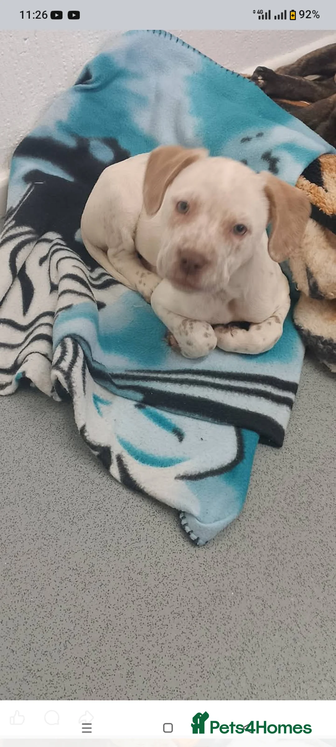 Mixed Breed dogs for sale: Dogs for sale in Bradford - Advert 9