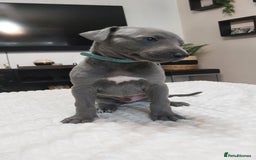 Whippet dogs for sale: Whippet pups  - Image 5