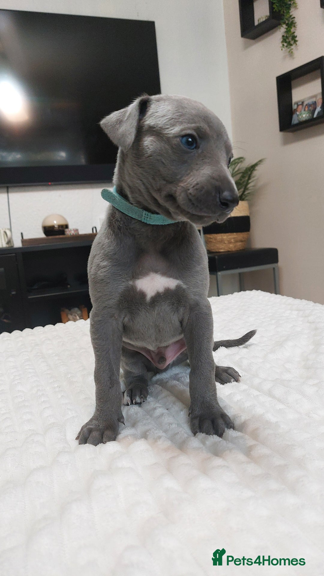 Whippet dogs for sale: Whippet pups  - Image 5