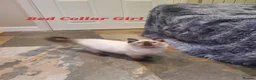 Ragdoll cats for sale: 💖11 WEEKS OLD💖 GCCF Registered Ragdoll Kittens. - Advert 17