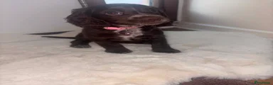 Cocker Spaniel 3