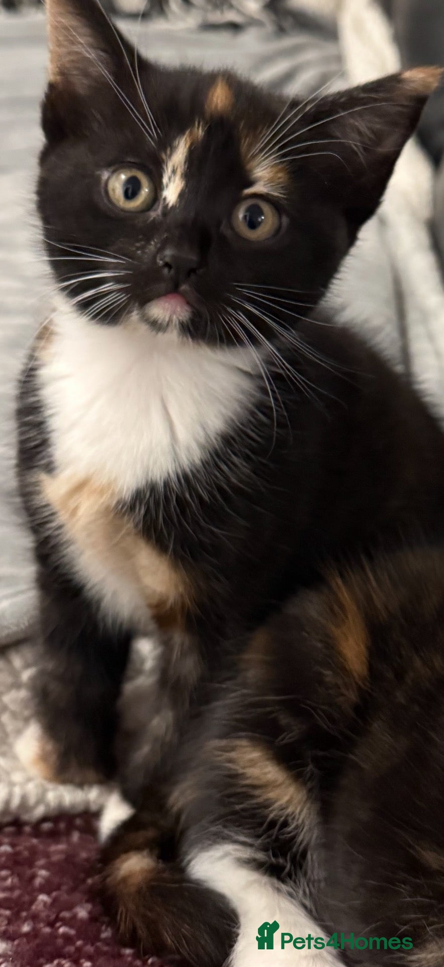 Mixed Breed cats for sale: Calico - Advert 20