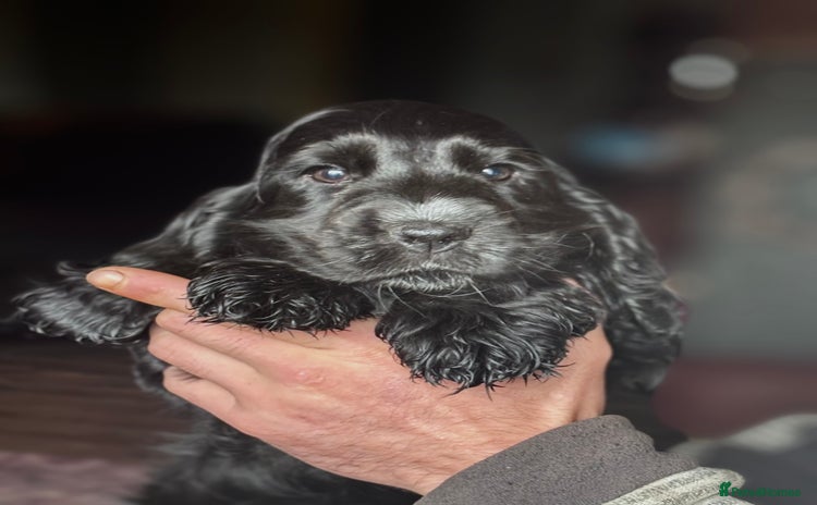 Cocker Spaniel dogs - Advert 1