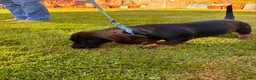 Dachshund dogs for sale: Teckel Arthur  - Advert 6