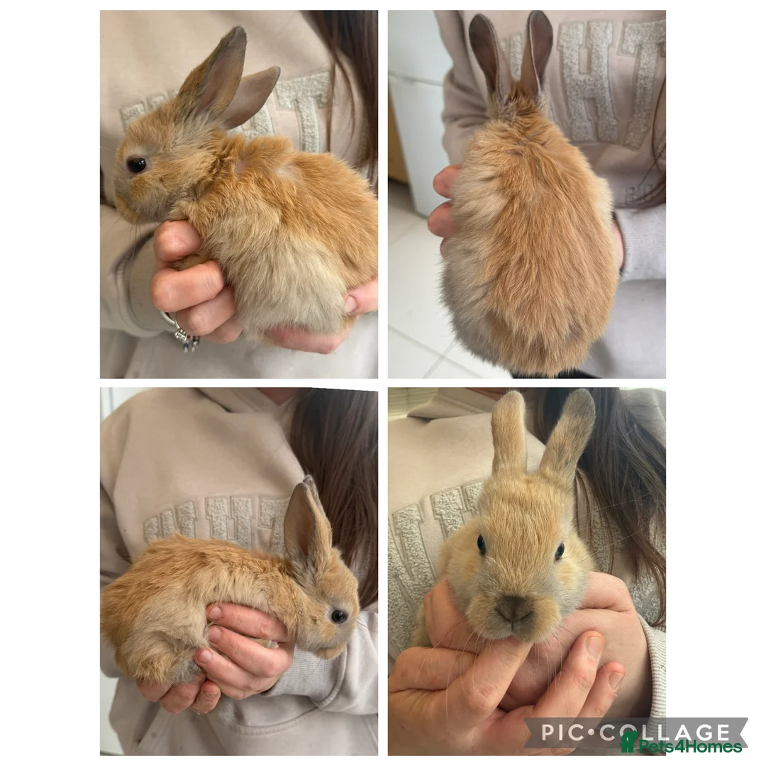 Mini Lop rabbits for sale: Mini Lop - Advert 4