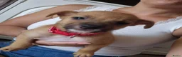Mixed Breed dogs for sale: Jack russell x pomeranian  - Advert 5