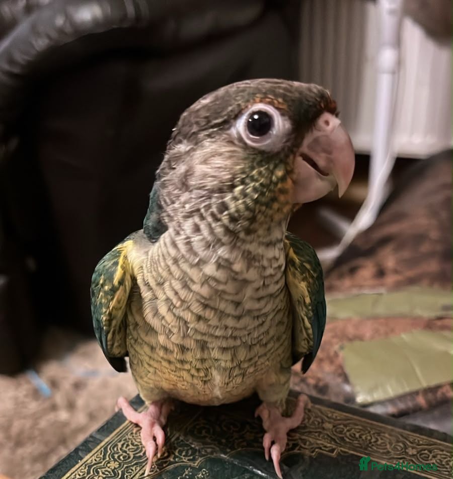 Parrots birds 3 x baby conures (two pineapple, one turquoise) - Advert 1