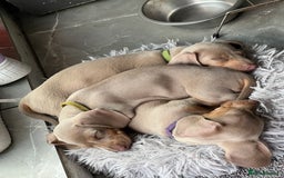 Dachshund dogs for sale: Miniature Isabella Tan Smooth Coat Dachshunds - Image 6